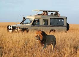 Wildlife Safaris